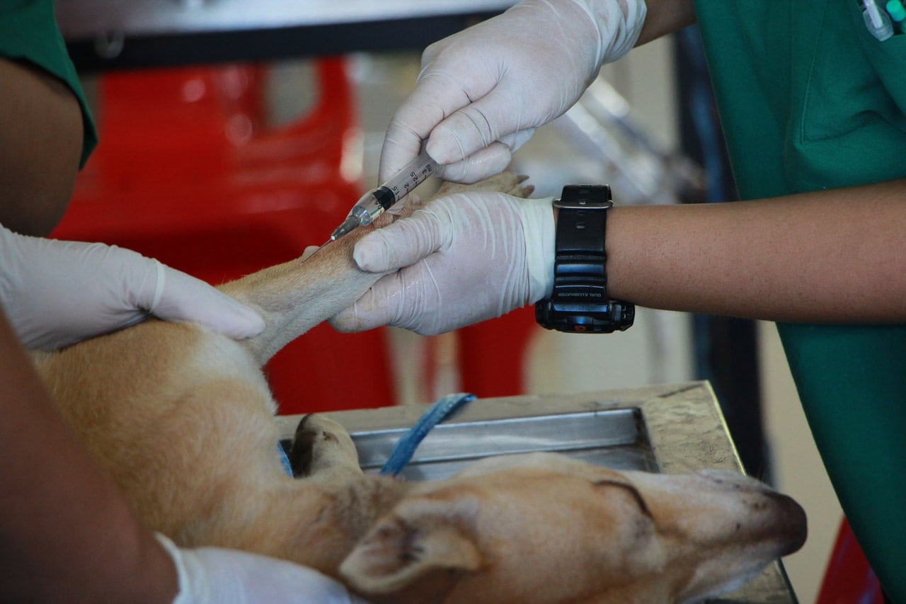 Veterinarian giving a dog a shot